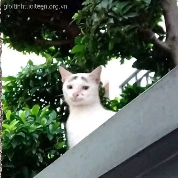 Mèo nụ cười mỉa mai đầy troll.