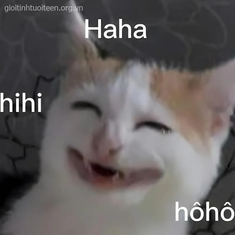 Hình mèo tủm tỉm cười, ánh mắt cực kỳ lầy lội.