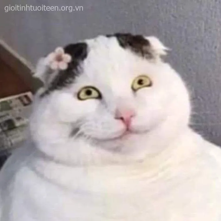 Mèo cười nhếch mép, thần thái troll bá đạo nhất.