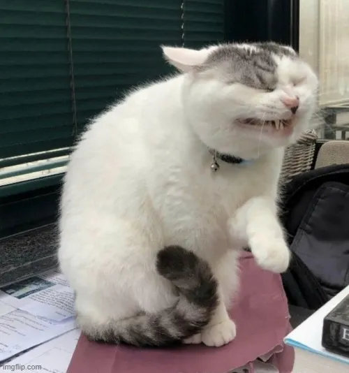 Biểu cảm giễu cợt, mèo hất cằm và cười đểu.