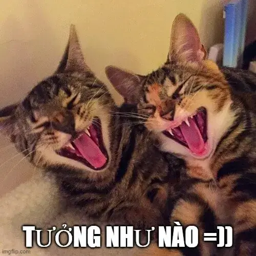 Mèo nhe răng cười toe, trông ngây ngô cực hài.