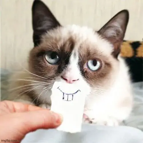 Biểu cảm mèo cười nhe hàm răng, đáng yêu bất ngờ.