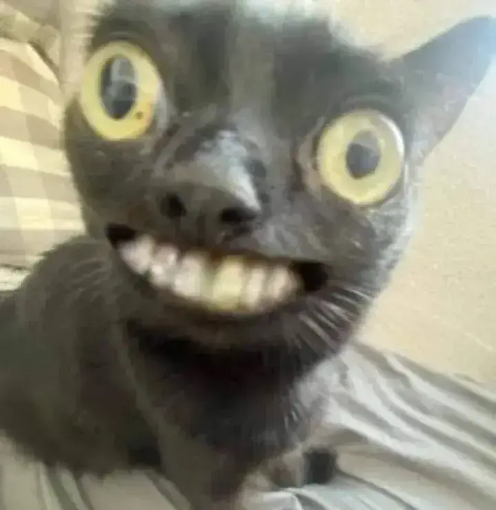 Mèo toe toét cười lòi răng, ánh mắt long lanh.
