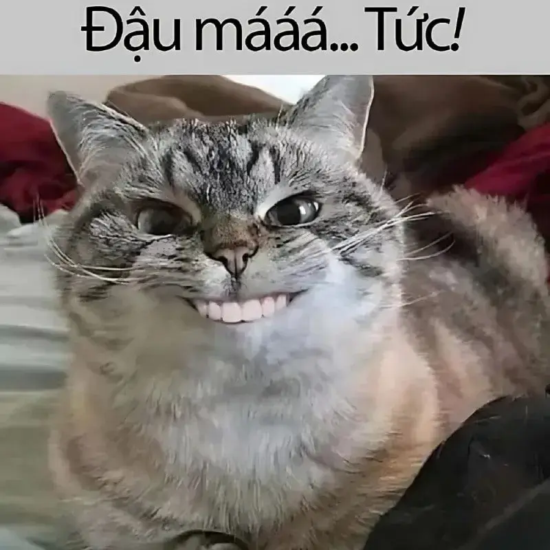 Meme mèo cười lòi răng, biểu cảm đáng yêu hết nấc.
