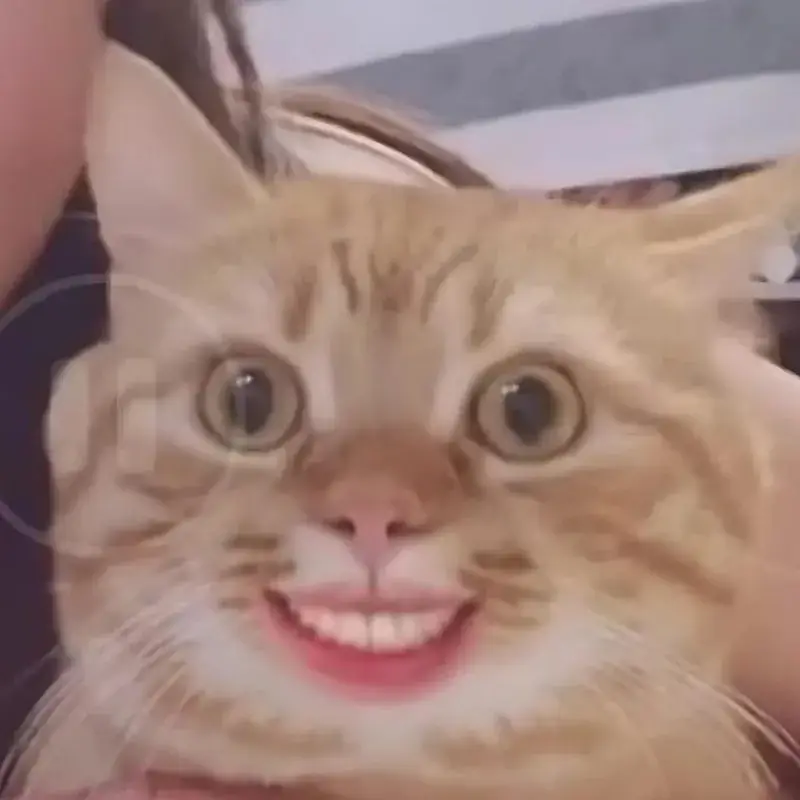 Hình chế Meme Mèo Cười Nhe Răng hài cho dân chơi hệ cà khịa vui nhộn