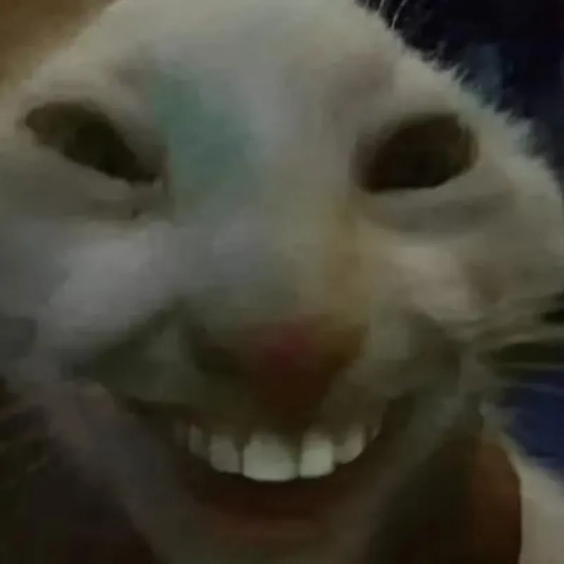 Meme mèo cười nhe hàm răng, biểu cảm ngộ nghĩnh.