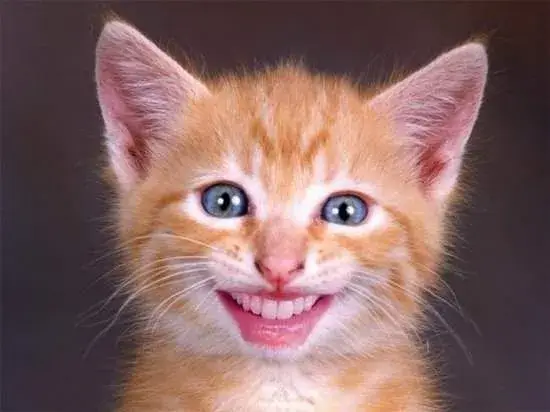 Khuôn mặt mèo cười nhe răng, nhìn vừa ngố vừa hài.