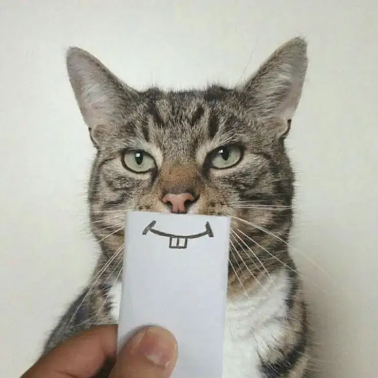 Meme mèo cười lòi răng, biểu cảm buồn cười cực mạnh.