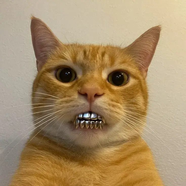 Meme mèo nhe răng cười toe, ánh mắt sáng long lanh.