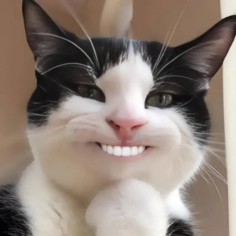 Mèo nhỏ nhe răng cười toe, trông rất ngộ nghĩnh.