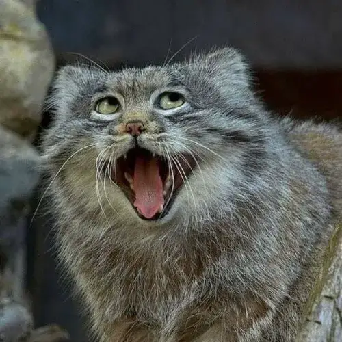 Biểu cảm mèo nhe răng cười, trông cực dễ mến.