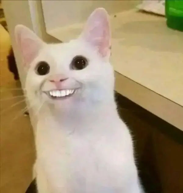 Hình mèo giơ răng cười, ánh mắt đầy tinh nghịch.