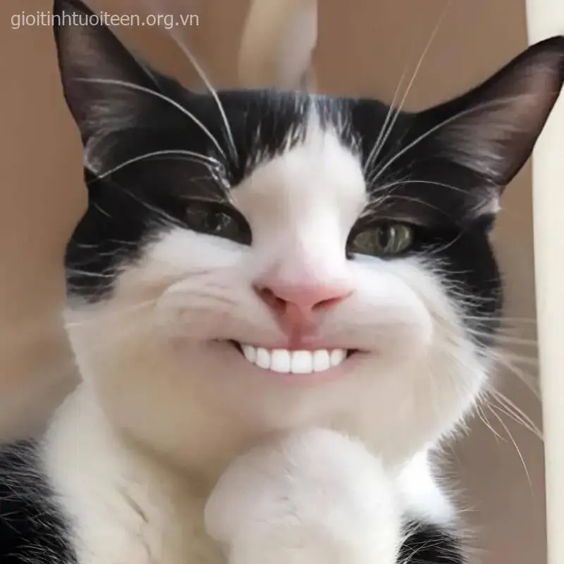 Nụ cười nhe răng của mèo khiến ai cũng bật cười.