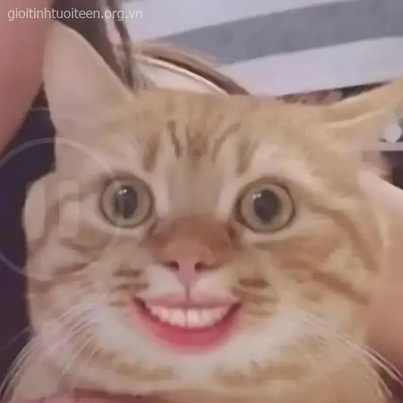 Mèo phô cả hàm răng, biểu cảm vừa hài vừa ngốc.