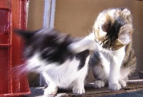 Ảnh mèo cưng choảng nhau trông như diễn viên.