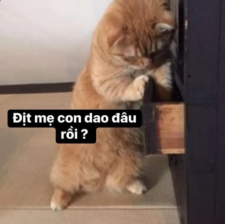 Mèo con đi tìm dao