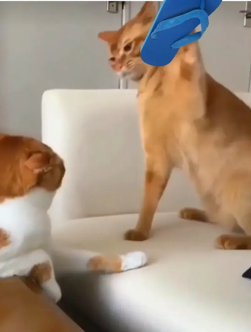 Meme chú mèo đánh nhau mang lại niềm vui.