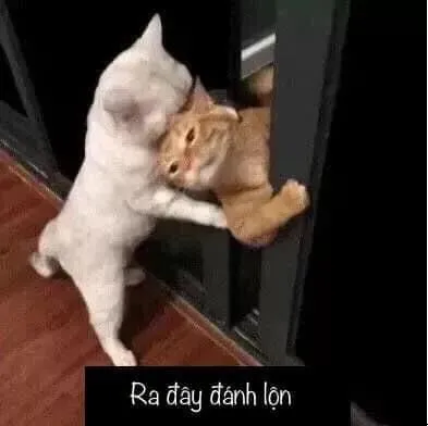 Mèo bóp cổ bạn ra quýnh lộn