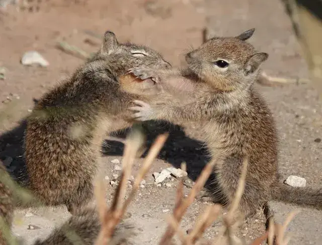 Meme 2 chú chuột đánh nhau trông như cao thủ.