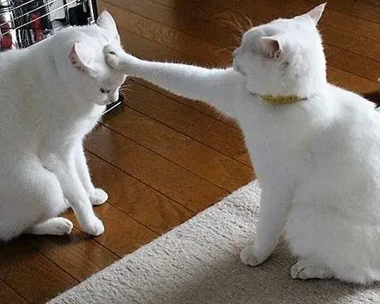 Hình ảnh mèo cưng solo nhau bá đạo lắm.