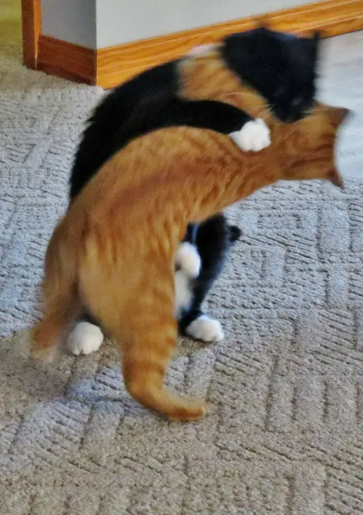 Meme chú mèo đánh lộn với biểu cảm tức cười.