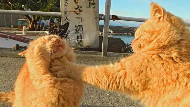 Meme chú mèo đánh lộn nhìn buồn cười ghê.
