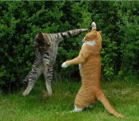 Hình ảnh con mèo solo nhau cực bá đạo.