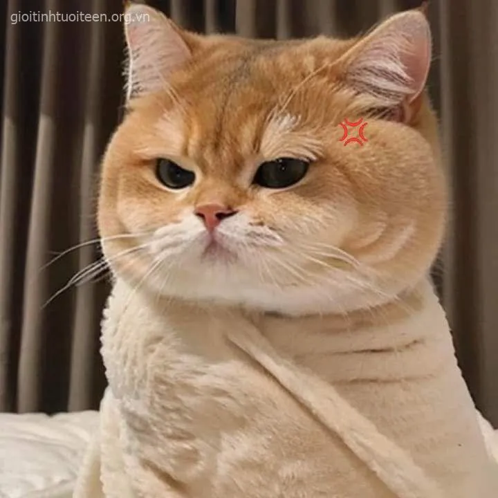 Meme mèo nóng giận khuôn mặt cau mày nổi bật
