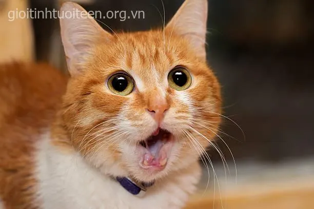 Hình mèo ngạc nhiên sững sờ khi bạn bè chơi khăm.