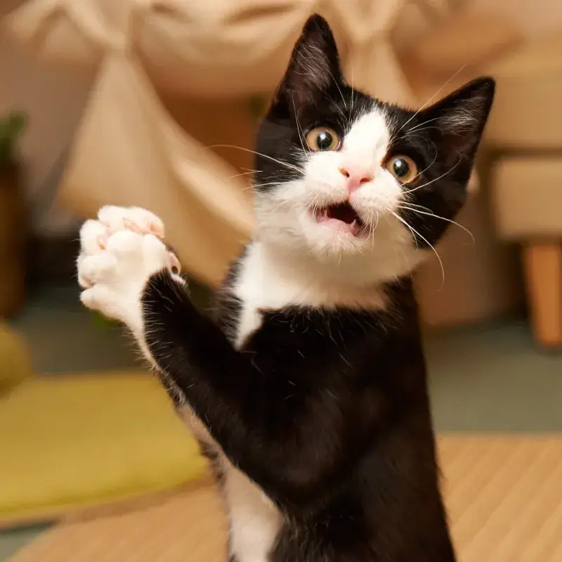 Meme mèo kinh hãi hoảng hốt khi bị dọa troll hài hước.