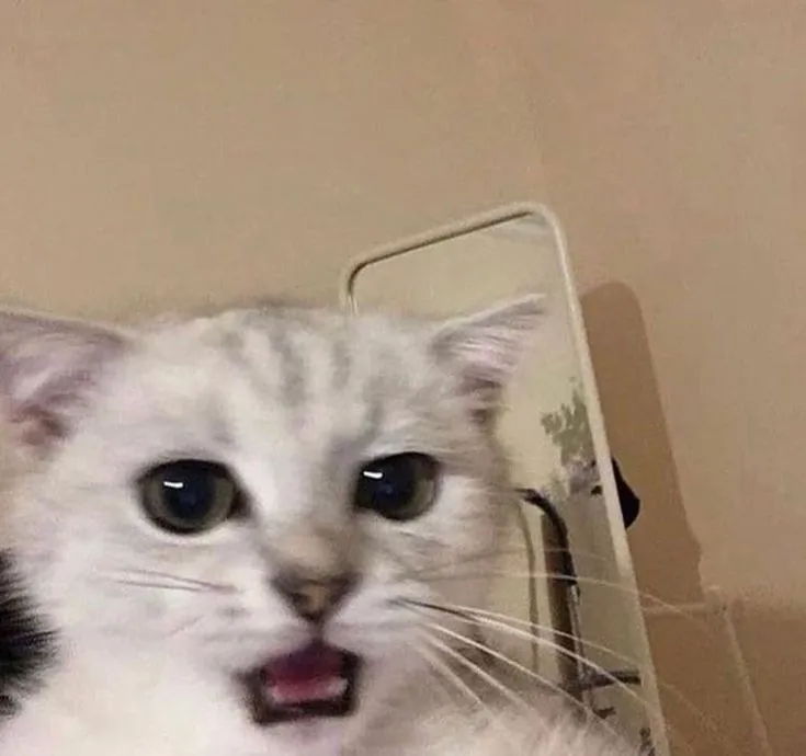 Hình mèo tròn mắt hoảng hốt trước cú sốc tình huống.