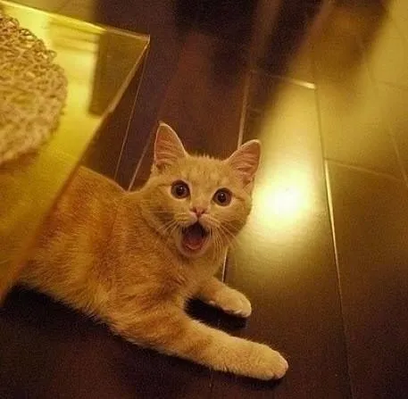 Hình mèo giật mình nhảy lùi lại, biểu cảm buồn cười cực chất