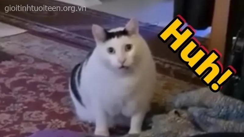 Meme mèo hoảng hốt quay đầu sững sờ, ánh mắt cực ngầu