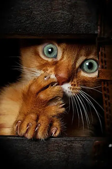 Hình mèo tròn mắt hốt hoảng trước sự cố bất ngờ.