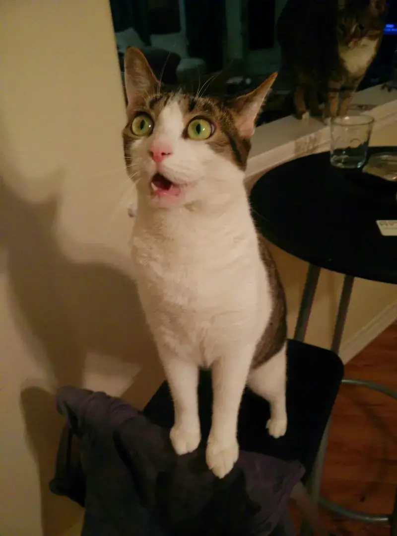 Hình mèo bất ngờ sững lại, ánh mắt hoảng loạn nhìn cực hài