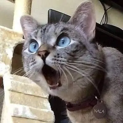 Meme mèo hoảng loạn tái mặt trước tin tức bất ngờ.