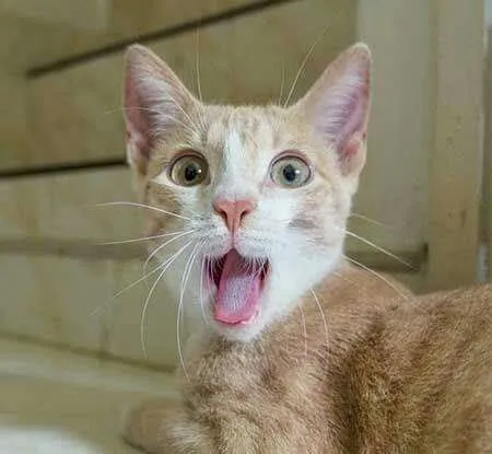 Meme mèo bàng hoàng hoảng hốt nhìn sự việc khó tưởng tượng.