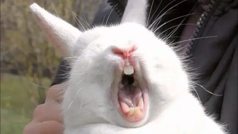 Meme mèo bất ngờ sốc nặng ôm đầu gào thét hài hước.