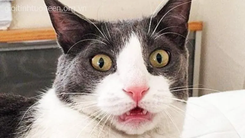 Hình mèo kinh hãi mắt mở to nhìn sự thật trần trụi.