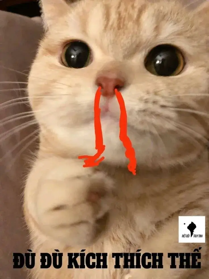 Mèo bất ngờ reaction hot trend, nhìn biểu cảm thôi cũng đủ cười xỉu