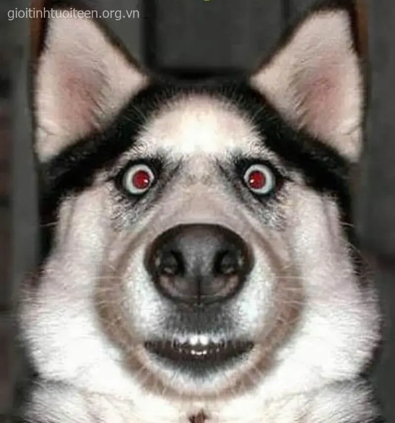 Husky sốc cực mạnh, ánh mắt trợn tròn đáng yêu