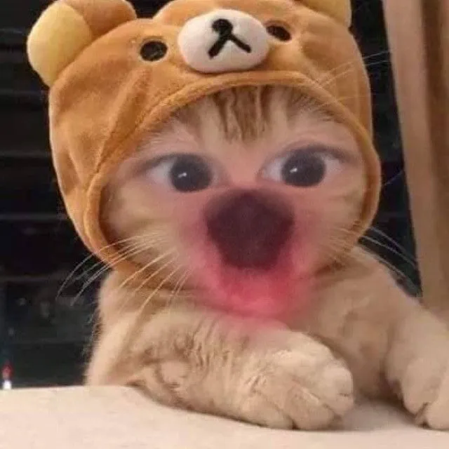 Biểu cảm ngạc nhiên của mèo cực kỳ buồn cười