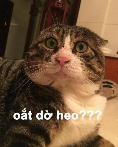 Mèo sốc ánh mắt tròn xoe, gương mặt hoảng hốt
