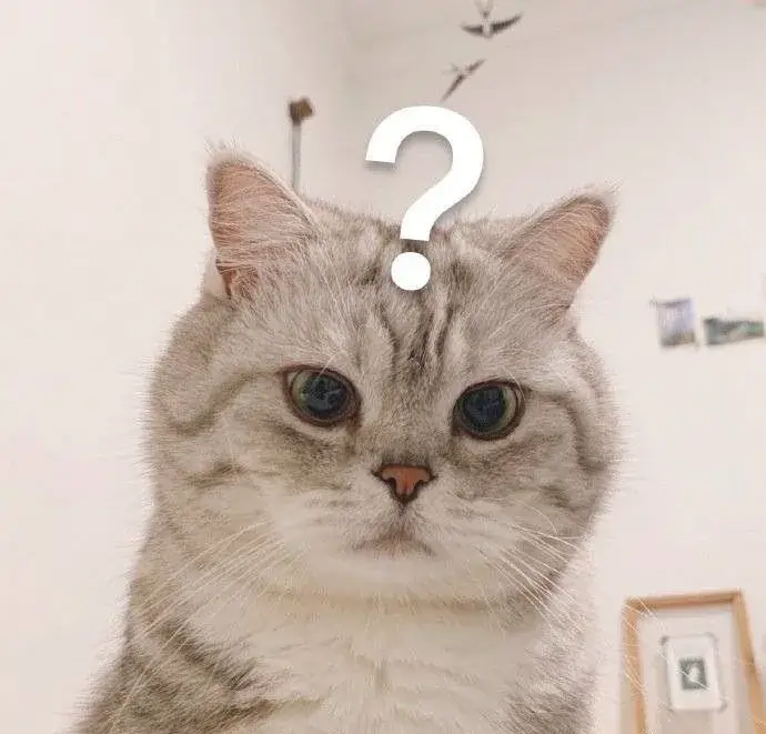 BST meme mèo bất ngờ hài hước, chuẩn tâm trạng “không tin nổi” của giới trẻ