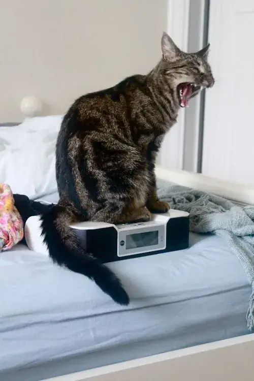 Mèo bất ngờ nhảy dựng, biểu cảm hoảng hốt khó đỡ vô cùng