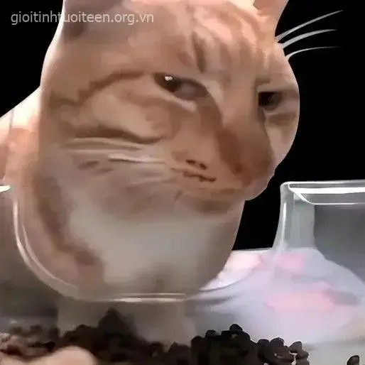 Hình mèo lườm mắt biểu cảm khó chịu cực hài hước