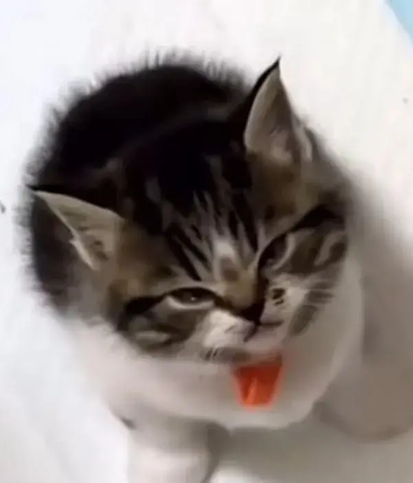 Meme mèo lườm mắt đôi mắt long lanh đầy giận dữ