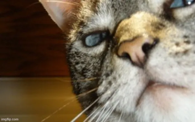 Meme mèo lườm mắt ánh nhìn săm soi cực buồn cười