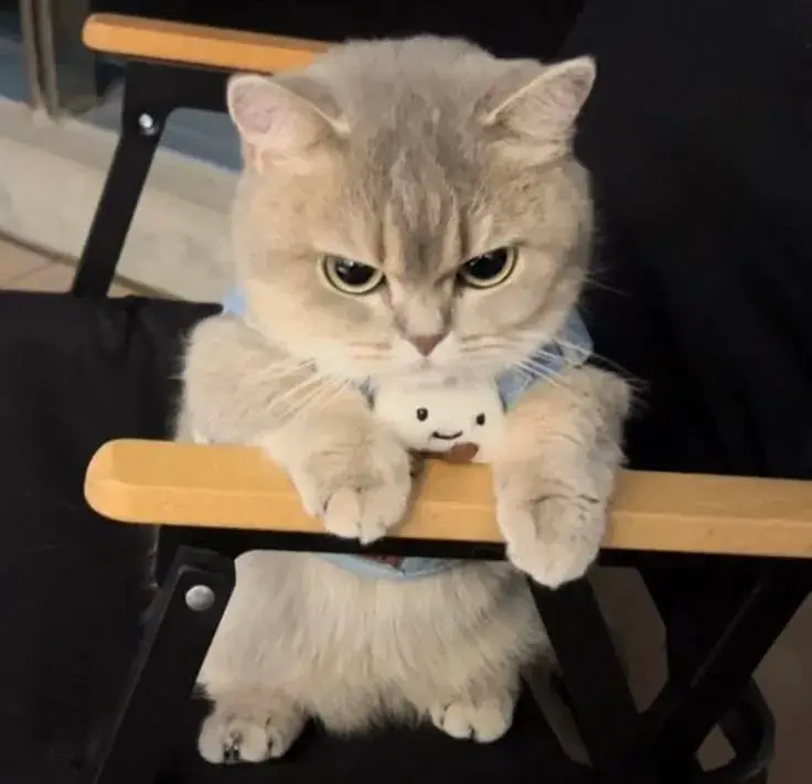 Meme mèo liếc mắt biểu cảm gắt gỏng cực lầy lội