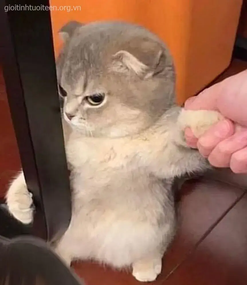 Meme mèo liếc mắt biểu cảm khó chịu hài hước bá đạo